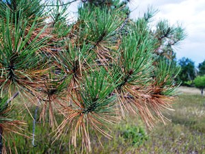 To Show people what brown needles typically look like on a pine tree.